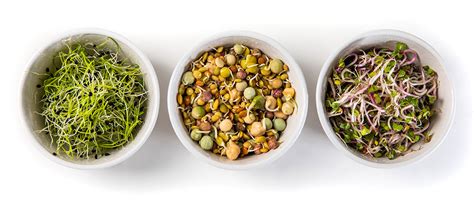 How To Grow Sprouts Mumms Sprouting Seeds