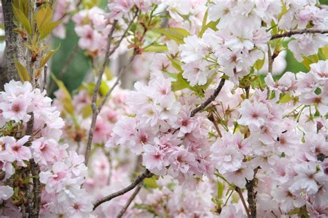 These Are The Best Trees For Small Gardens According To A Gardening