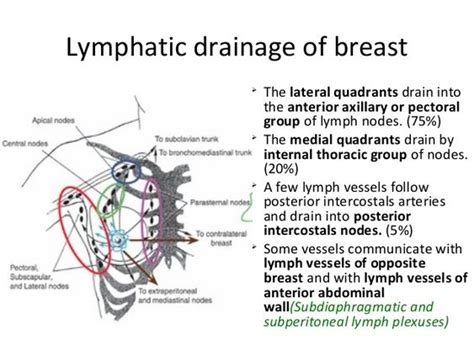 Lymphatic Drainage Of Breast The Lateral Quadrants Drain Into The