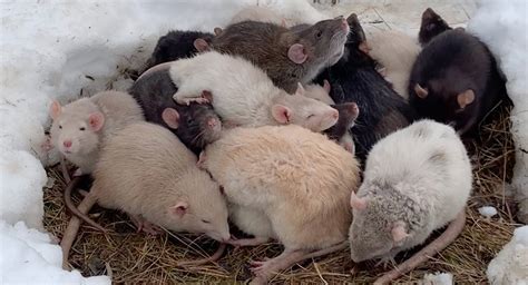 Homes sought for friendly rats dumped in park: WECHS | CTV News