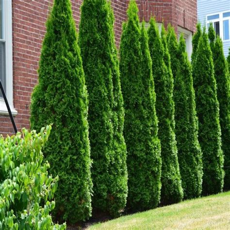 Full Speed A Hedge® American Pillar Arborvitae Arborvitae Tree