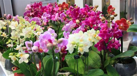 5 Secret Orchid Care Tips From A Master Grower