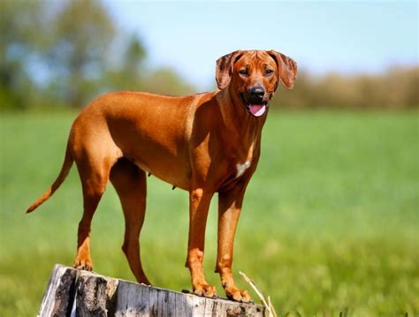 Dogs That Dont Shed Awesome Dog Breeds That Dont Shed 5