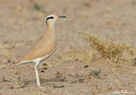 Cream Colored Courser Western Sahara Ii Bird Images From Foreign