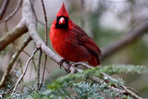 Northern Cardinal Male Photograph By Dan Ferrin