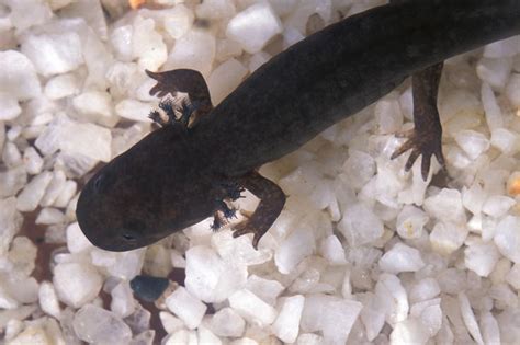 24 Best Axolotl Mud Puppy Salamander Images On Pinterest