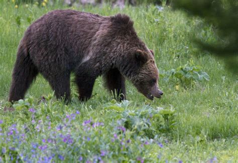 Yellowstone Wolves Boost Berry Diet For Grizzlies Study Says Los