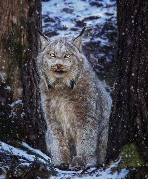 Meet The Canada Lynx Cat With Paws As Big As A Human Hand Wild Cats