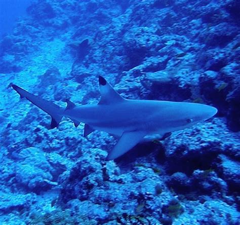 Dive 1 Black Tip Shark Maldives Shark Blacktipshark Kurumba Dive