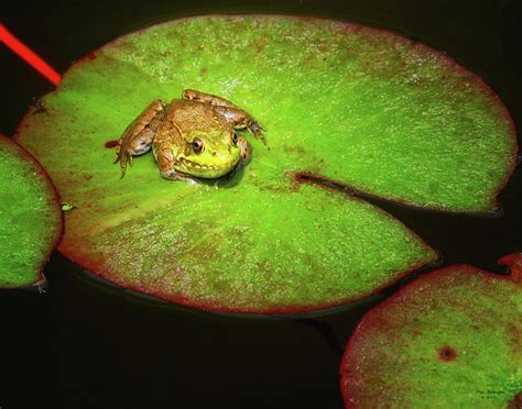 Frog On Lily Pad Photograph By Peg Runyan Pixels