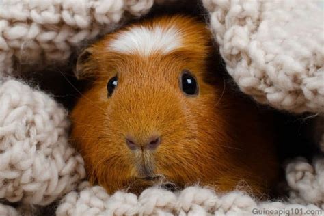 Crested Guinea Pig Breed Spotlight Care Diet And More