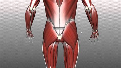 Muscles Of Gluteal Region