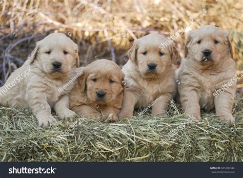 Litter Golden Retriever Puppies Sitting On Stock Photo 685106344