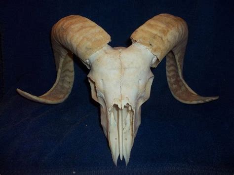Real Animal Bone Parts Ram Skull And Horns Ram Skull Animal
