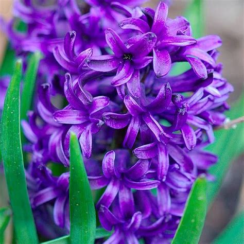 The 25 Best Purple Garden Ideas On Pinterest Purple Plants Plants