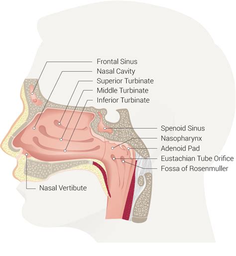 Figure Nasal Cavity Anatomy Of The Statpearls Ncbi Bookshelf