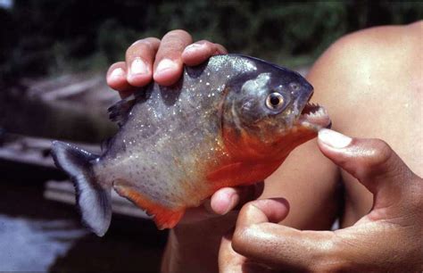 Piranhas Other Dangerous Exotic Species Found In Texas Waterways