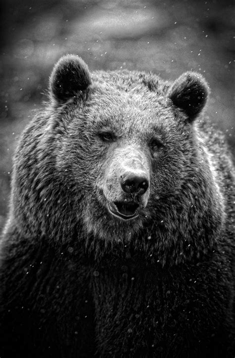 Black And White Bear Wallpapers Wallpaper Cave