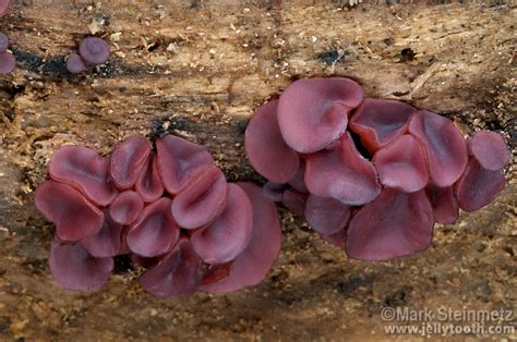 Purplish Red Cup Fungi Ascocoryne Sp Mark Steinmetz Red Cups