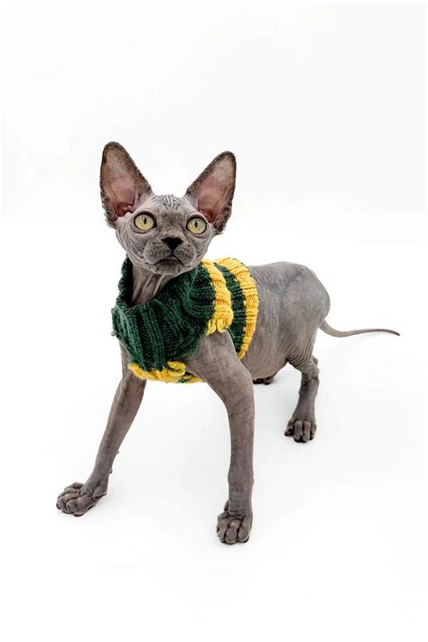 Sphynx Cats And Kittens For Sale Everly Sphynx Kitten Purebred Kitties