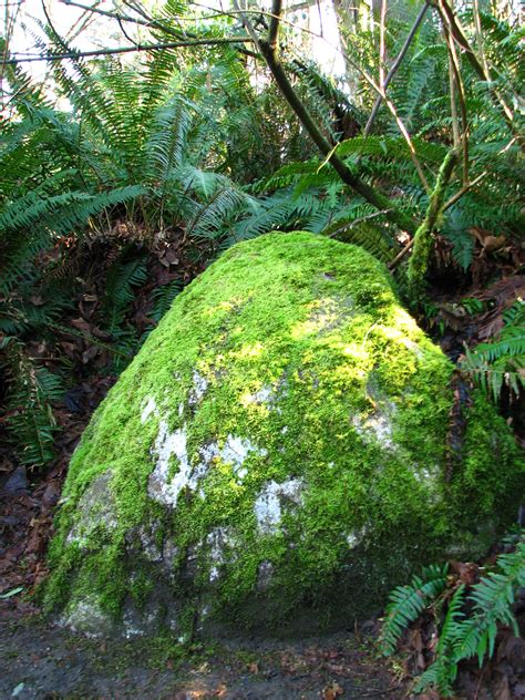 Moss Covered Rock Walking In Seattle