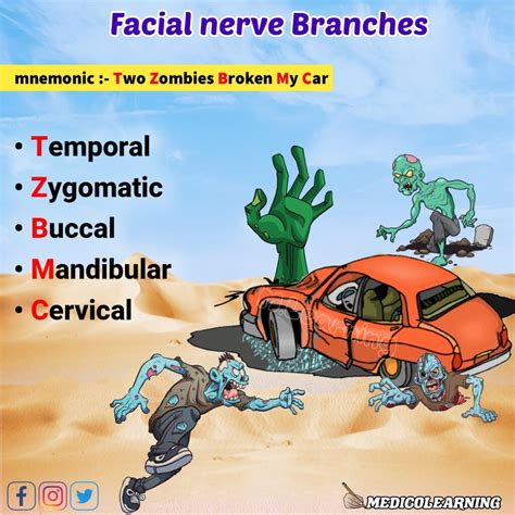 Facial Nerve Branches Mnemonic MedicoLearning
