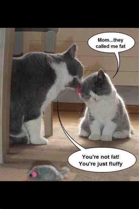 Omg Cutest Kitten Meme Ever Kittens Cutest Christmas Cat Collar