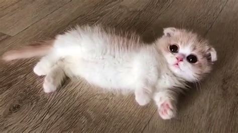 This Baby Munchkin Kitten Will Melt Your Heart Youtube