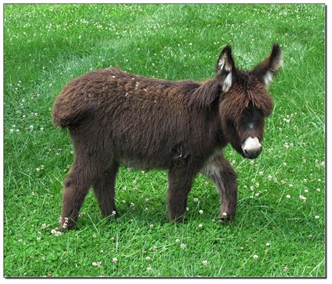 2017 Miniature Donkey Foals Miniature Donkeys At The Elms Farm