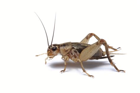 Top 3 Pests In Phoenix | Pest Control Phoenix
