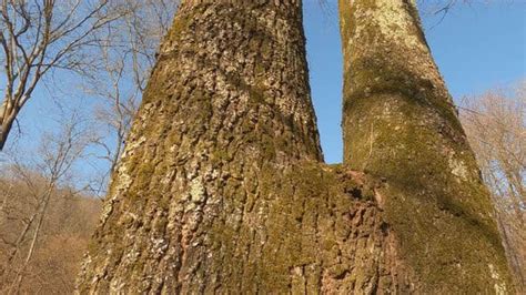 Tilt Up Of Bifurcated Tree Trunk With Blue Sky In Background By