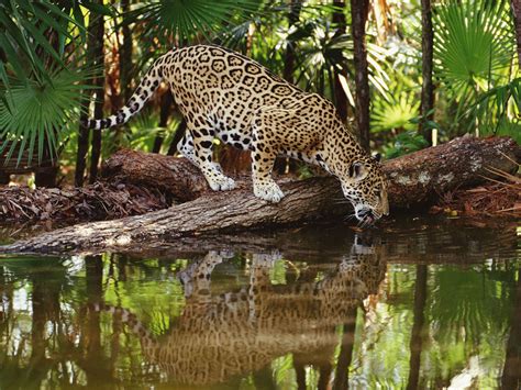 Today i am painting a jaguar portrait that i've had a special connection with. QQ Wallpapers: Jaguars are the biggest of South America's big cats
