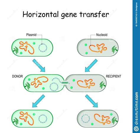 Horizontal Gene Transfer for Bacteria Stock Vector - Illustration of