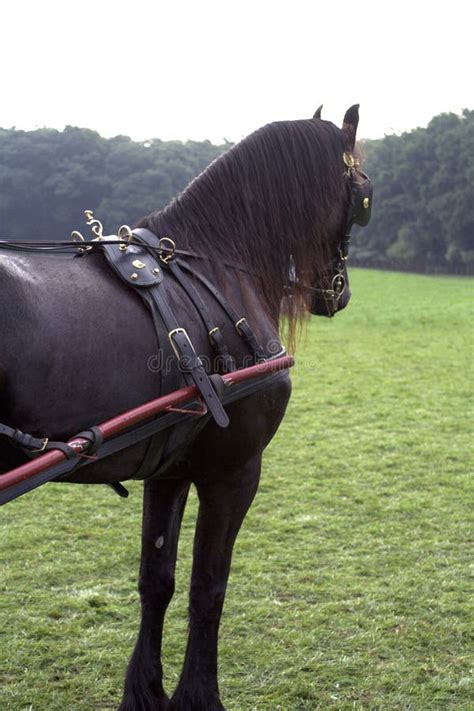 Friesian Carriage Horse Royalty Free Stock Images Image 2750899