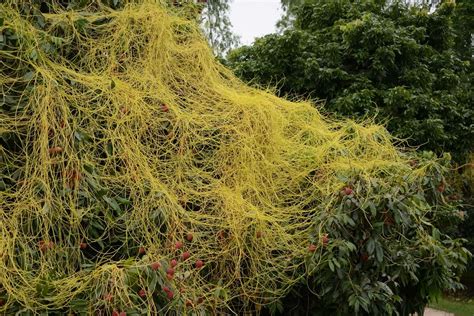 What Are Parasitic Plants And Should You Consider Growing Them
