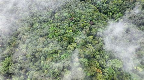 Tropical Forests Can Increase The Humidity In Air And Absorb Carbon