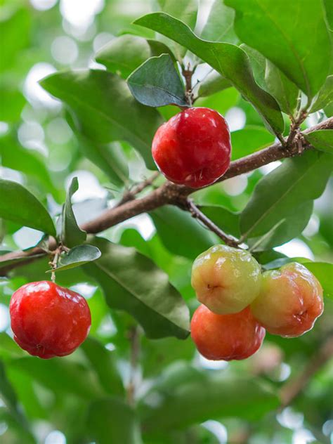 Live Plant Barbados Acerola Cherry Tree Plant For Home Garden Fruits