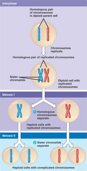 Understanding Williams Syndrome Genetics