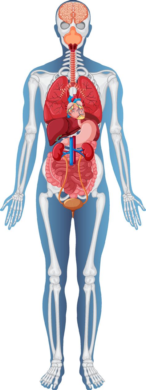 Anatomical Structure Human Body 8136635 Vector Art At Vecteezy