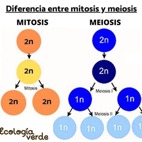 Diferencia Entre Meiosis Y Mitosis Diferencias Entre Meiosis Y