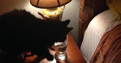 Thirsty Cat Imgur