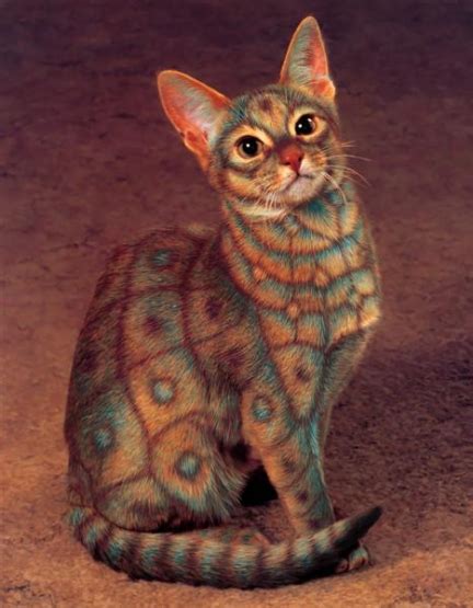 Painted Cats Controversial New Pictures Funny And Cute Animals