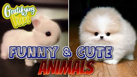Funny And Cute Animals Cutest Compilation Video Of Animals Youtube