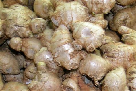 Polynesian Produce Stand Edible Ginger Root Zingiber Hot And Spicy