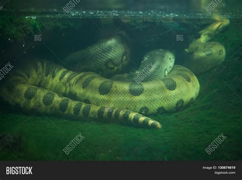 Green Anaconda Image And Photo Free Trial Bigstock