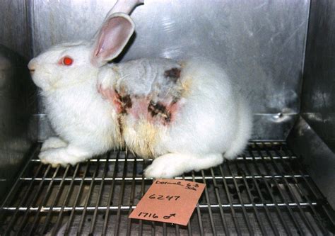 India Bans Animal Testing for Cosmetics - Their Turn