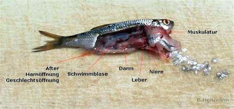 Fisch-Biologie – Angelverein Nienborg Dinkel e.V.