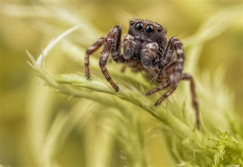 Rare Jumping Spiders Sitticus Floricola Zooscape