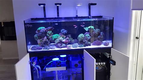 Red Sea Reefer A Majestic Aquarium Setup Youtube