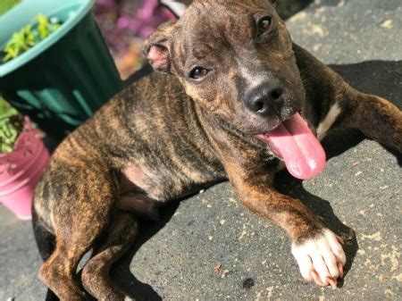 Instant access courses · 100 years of experience Pit Bull Breed Information and Photos | ThriftyFun